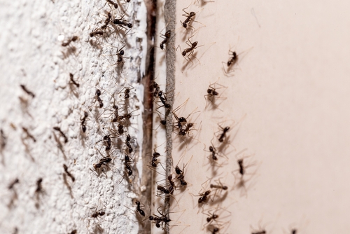Black House Ant